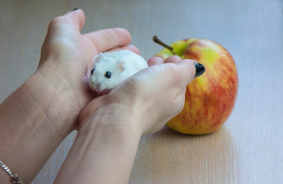 souris