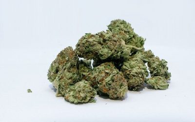 Tout savoir sur la variete de fleur de cbd OG Kush : histoire, culture, caracteristiques, effets, ou en acheter