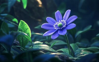 Comment multiplier et entretenir vos Hepatica nobilis année après année